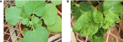 Salient Findings on Host Range, Resistance Screening, and Molecular Studies on Sterility Mosaic Disease of Pigeonpea Induced by Pigeonpea sterility mosaic viruses (PPSMV-I and PPSMV-II)